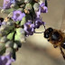 Entenda como as picadas de abelhas podem levar à morte