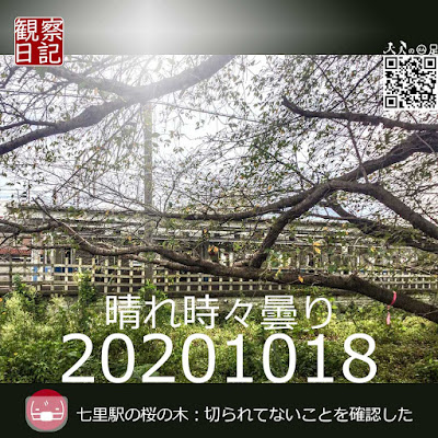 20201018。七里駅の桜の木。切られていないことを確認。