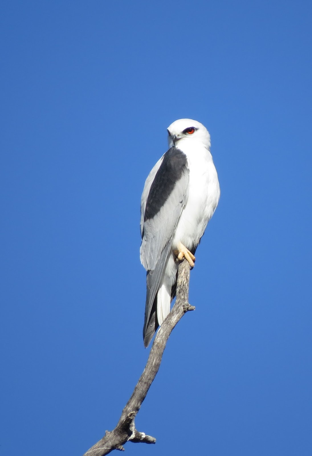 Moses Waring's Birds of Australia Blackshouldered Kites in Alice Springs