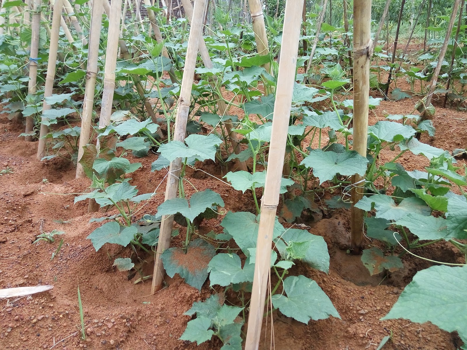 Tanaman Mentimun Memenuhi Kebutuhan Asrama – STT Diakonos