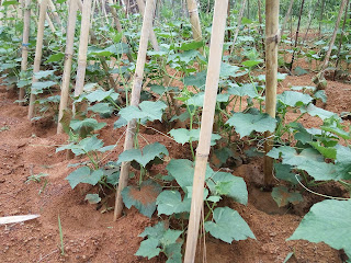 Tanaman Mentimun Memenuhi Kebutuhan Asrama Tanaman Mentimun Memenuhi Kebutuhan Asrama
