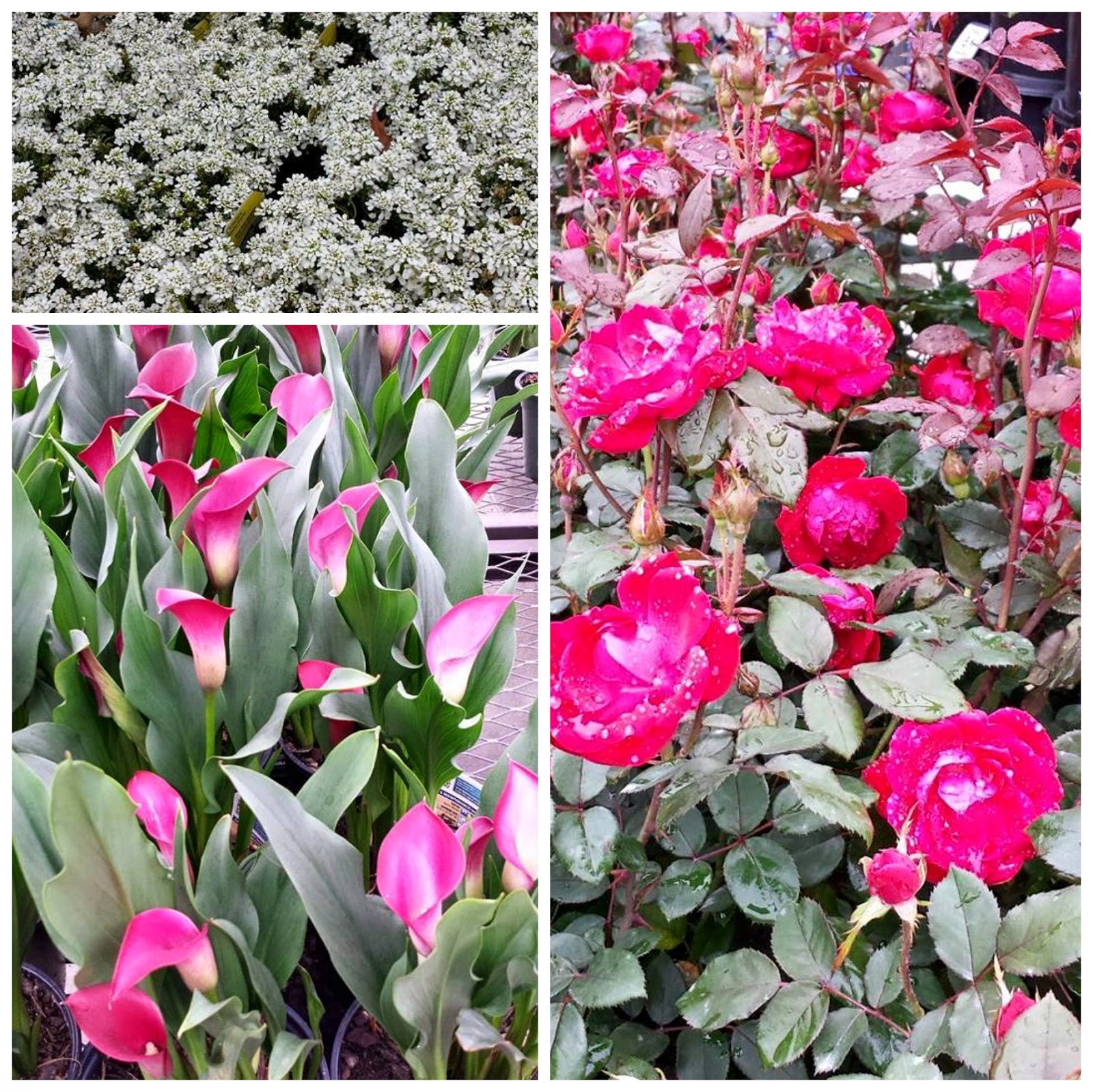 FOCAL POINT STYLING: AROUND TOWN: SPRING IN BLOOM IN THE TRIAD