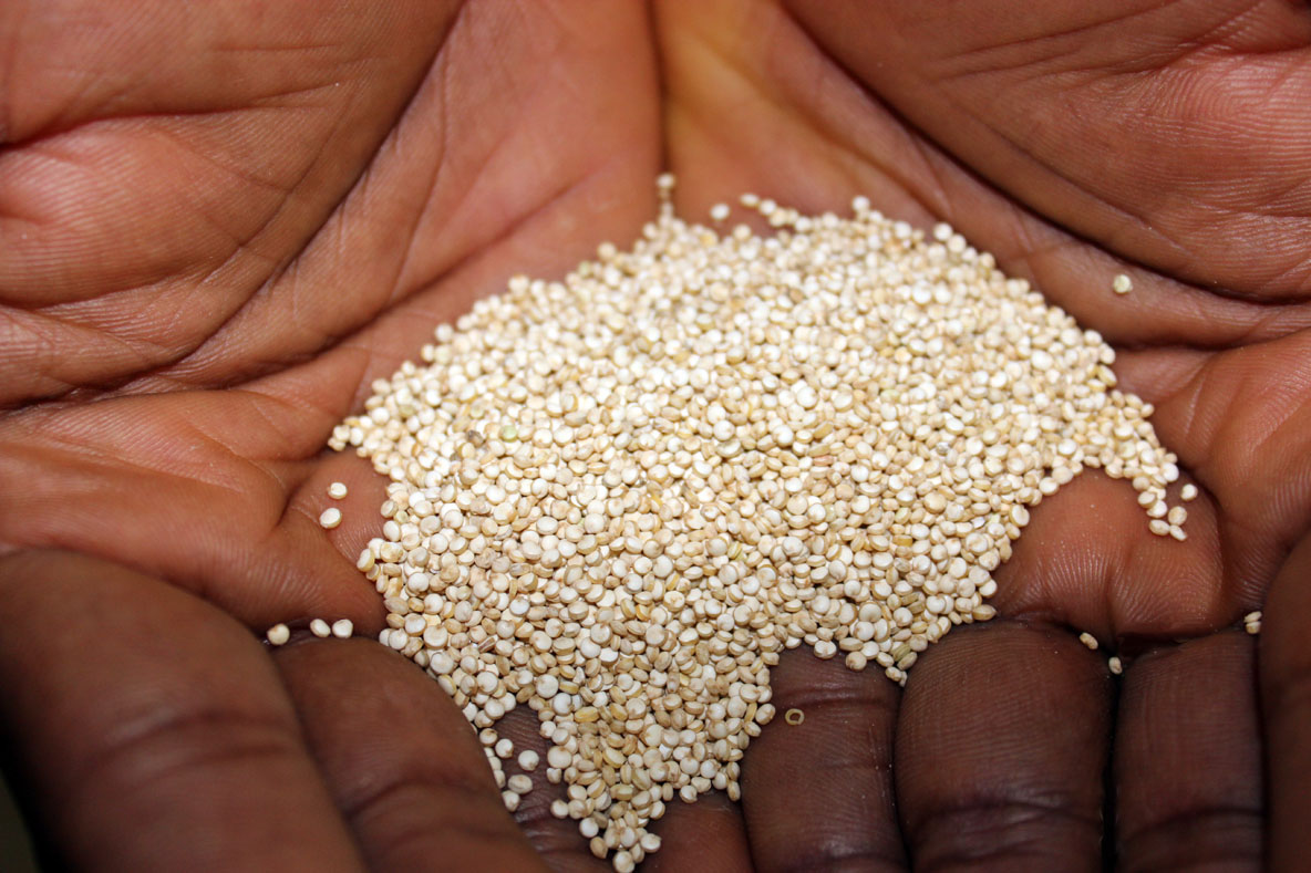 Dietitians Online Blog National Quinoa Day From Farm to Table