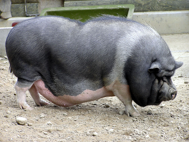 babi-bangka-Sus-scrofa-domestica