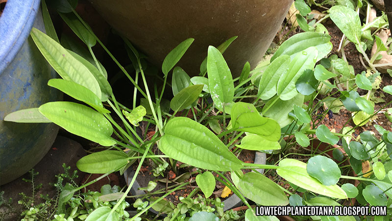 echinodorus amazon sword flower