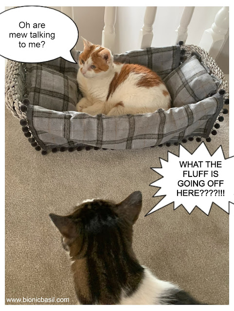 Feline Fiction on Fridays #124 ©BionicBasil® Melvyn Finds Amber In His Bed