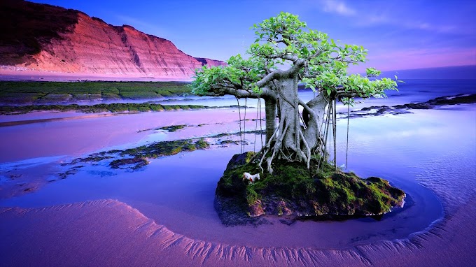 TRENING BONSAI AKAR TUNJANG/SULUR FICUS