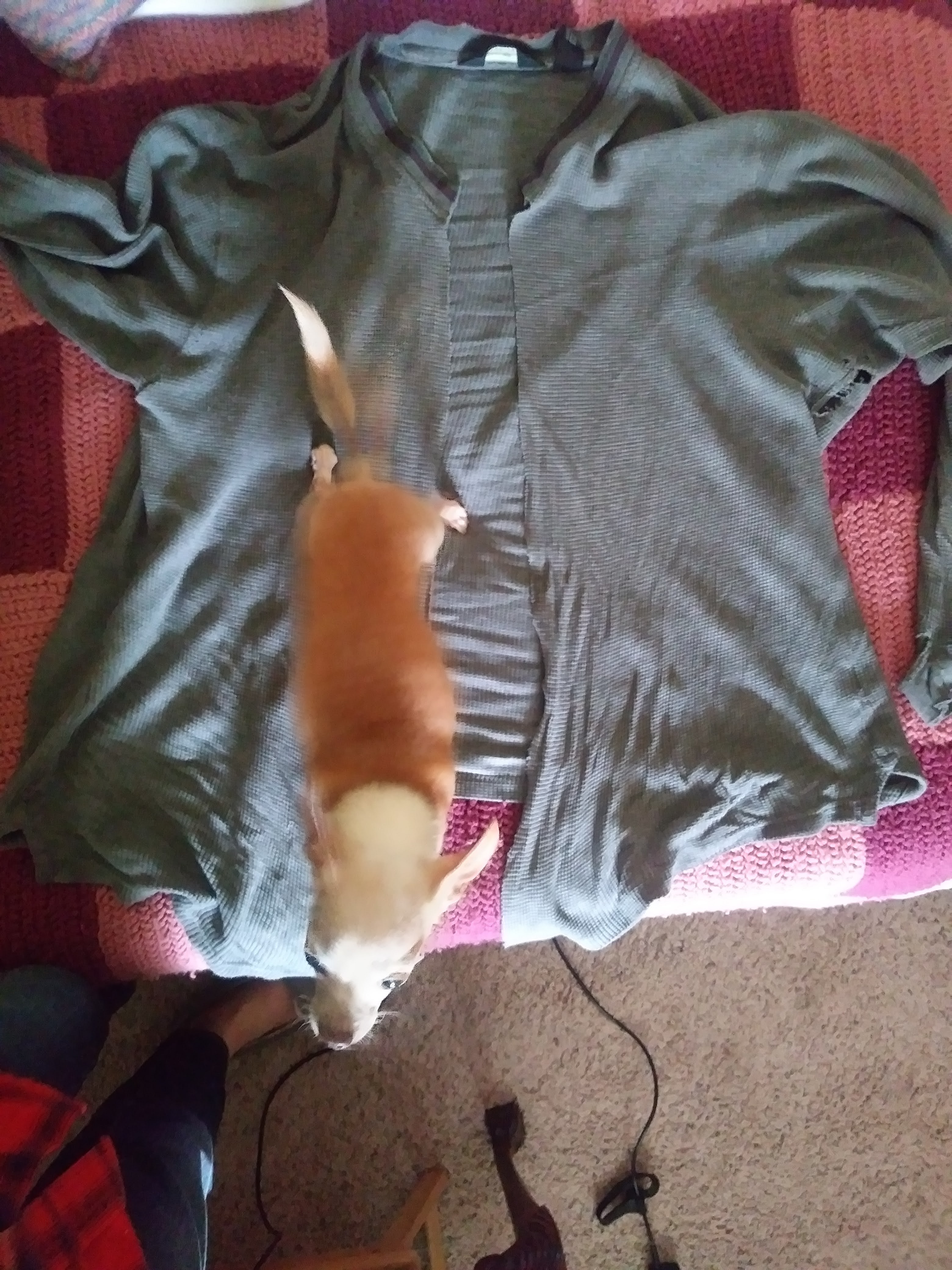 Jean the Pet Writer How to Make a DIY Dog Sling Pet Carrier from an