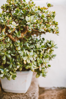 How to prune a jade plant like Bonsai
