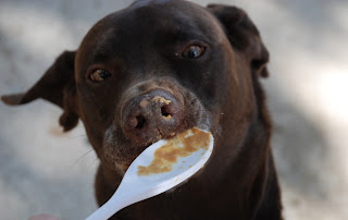 peanut butter licking dog