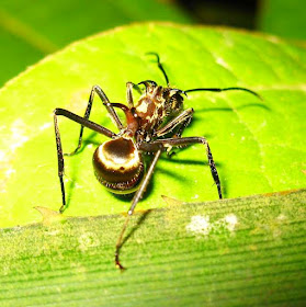 Polyrhachis ypsilon is one of the most brilliantly golden of the Polyrhachis genus