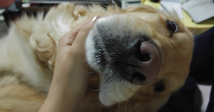 Köpeklerde Diş Temizliği Her Şeyden Konuşmalı