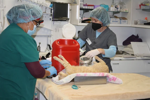 Registered Veterinary Technician Tracey Murphy, left, and Ruby Areilla prepare a cat for a neutering surgery at Golden State Human Society. Photo by Harry Saltzgaver, Grunion Gazette/SCNG