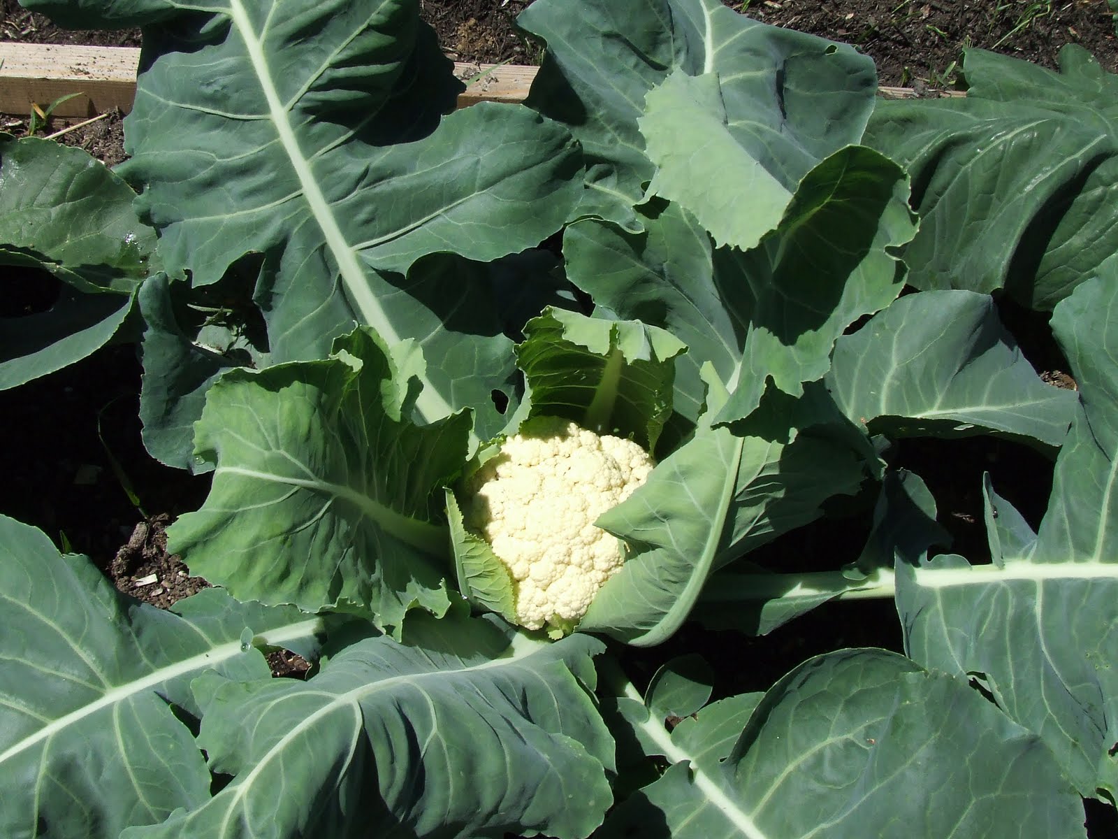 Plant it and Pullet Cauliflower blanching
