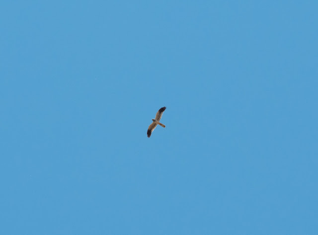 Montagu's Harrier - Spain