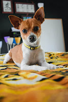 Mexican Chihuahua Dog