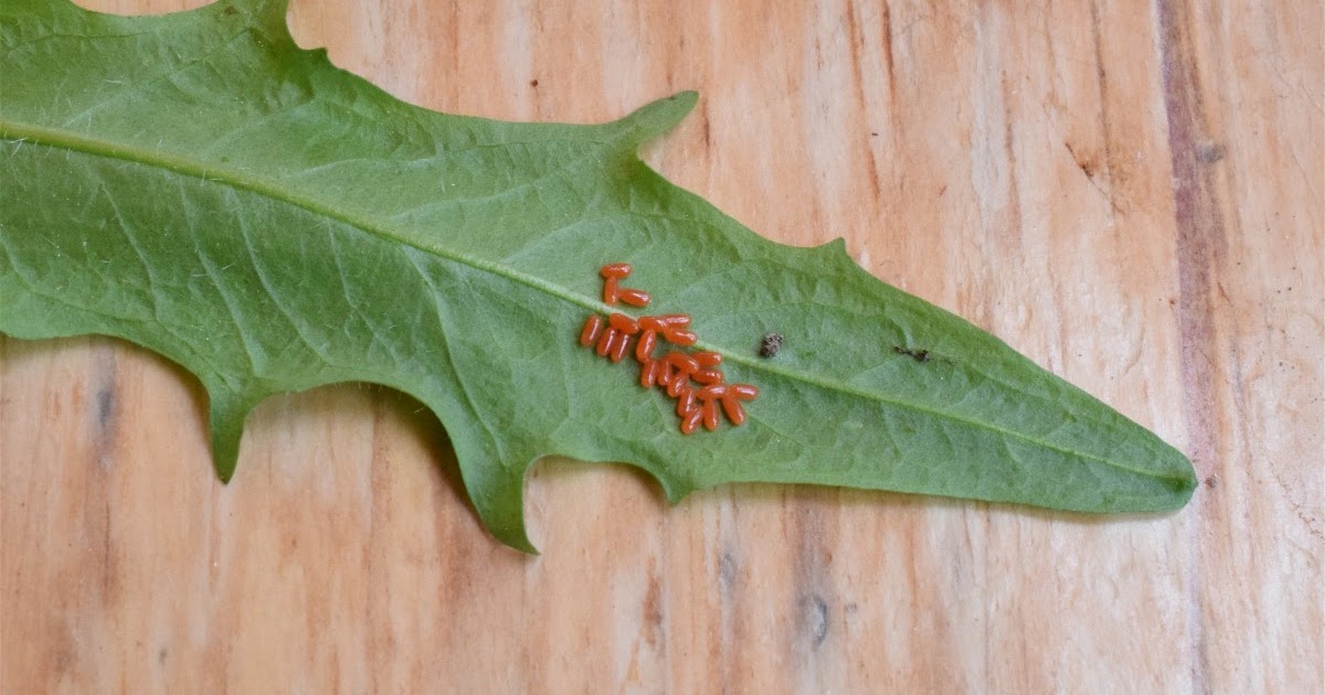 nature tales and camera trails red/orange insect eggs
