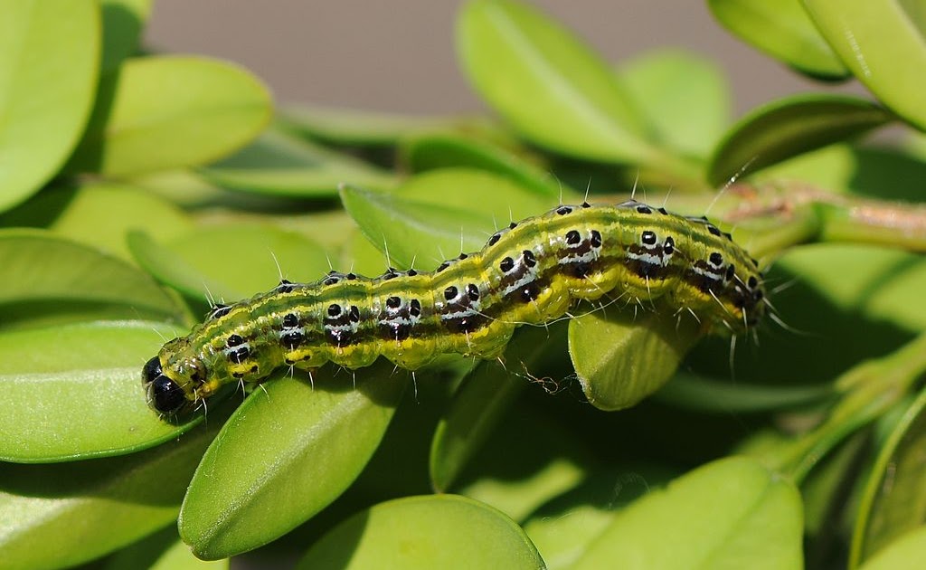 WHAT DOES BOX CATERPILLAR LOOK LIKE? The Garden of Eaden