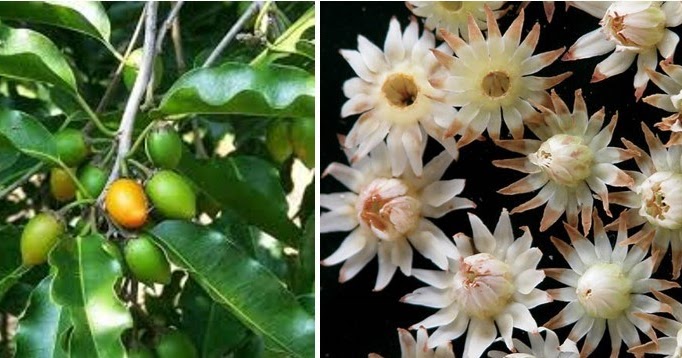 Mengenang bunga tanjung - Cahaya Dari Melayu