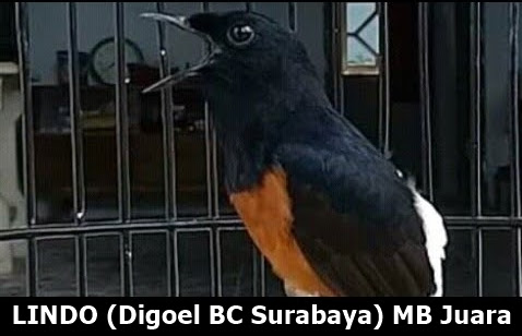 Cara Memilih Murai Batu Bakalan Bagus Dan Bermental Juara Serta Ciri Fisik Murai Batu Fighter Petarung Liputan Indonesia