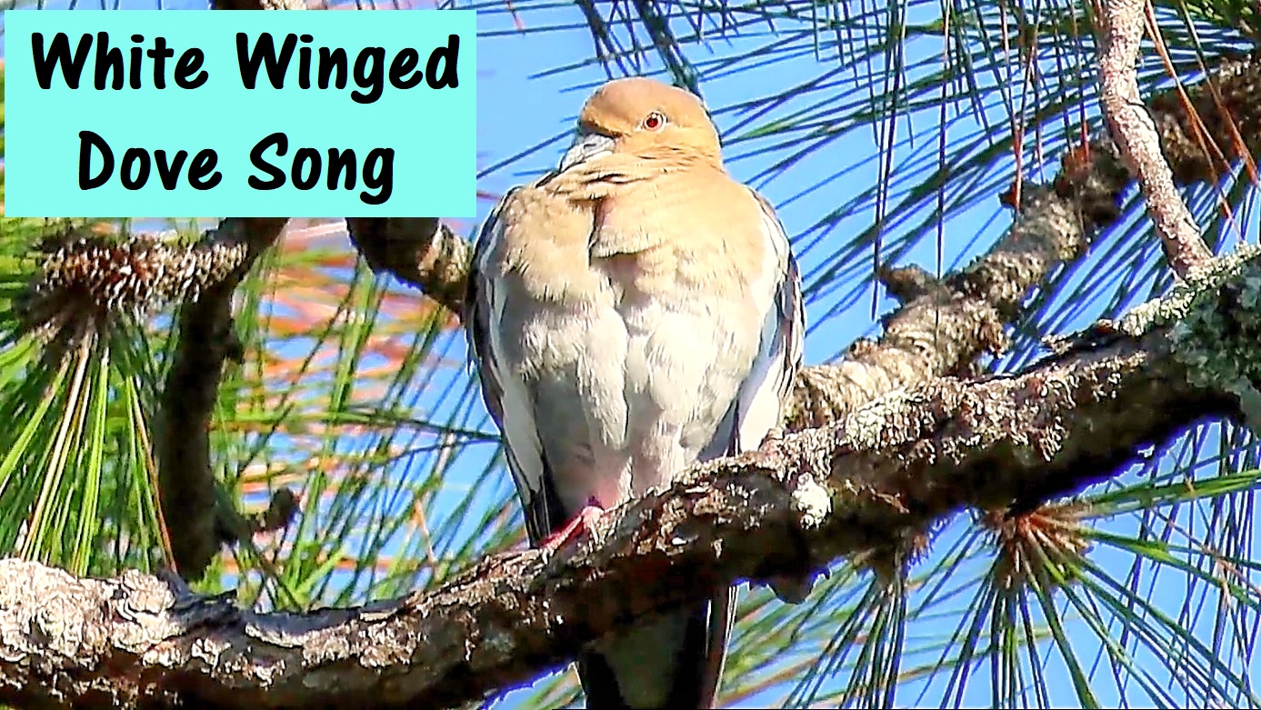 Backyard Birding....and Nature White Winged Dove Song