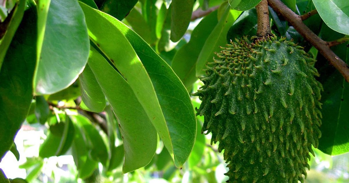 Manfaat Dan Khasiat Daun Sirsak Annona Muricata L Berdasarkan Penelitian Ilmiah Sinau I Pendidikanku