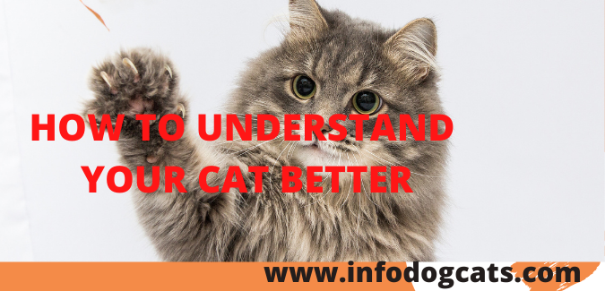 HOW TO UNDERSTAND YOUR CAT BETTER