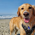 Σκύλοι και θάλασσα: Όλα όσα πρέπει να ξέρεις