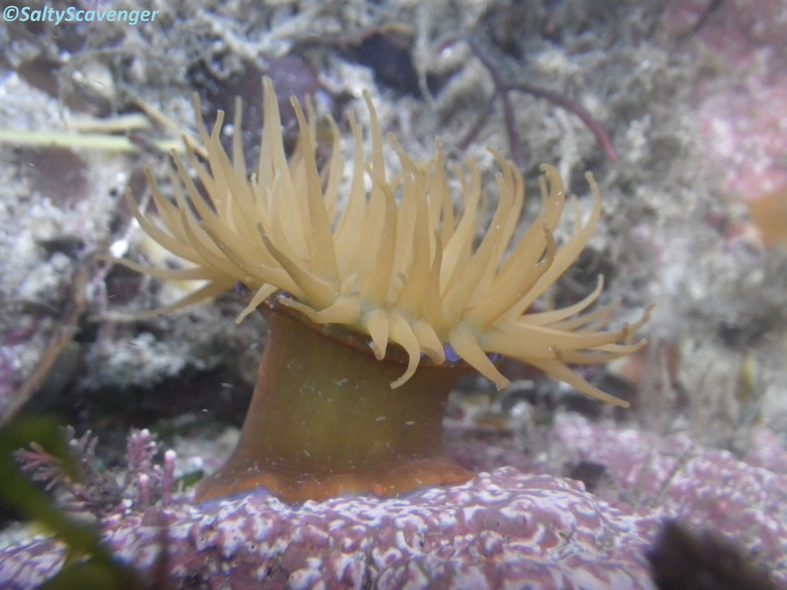 Rock Pooling Common anemones of the shore