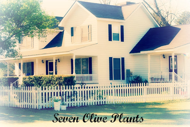 Seven Olive Plants