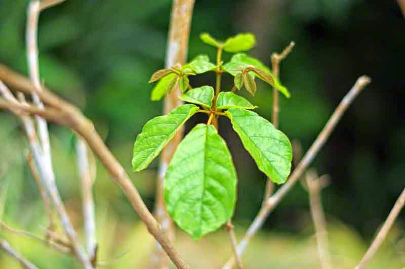 close-up,leaves,golden trumpet tree