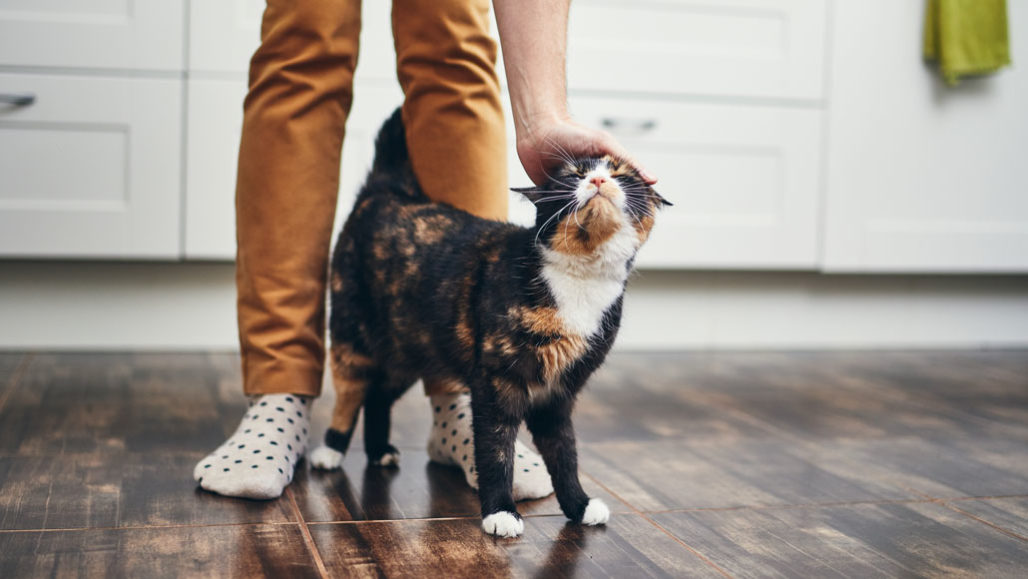 How Do Cats Bond With Their Owners?