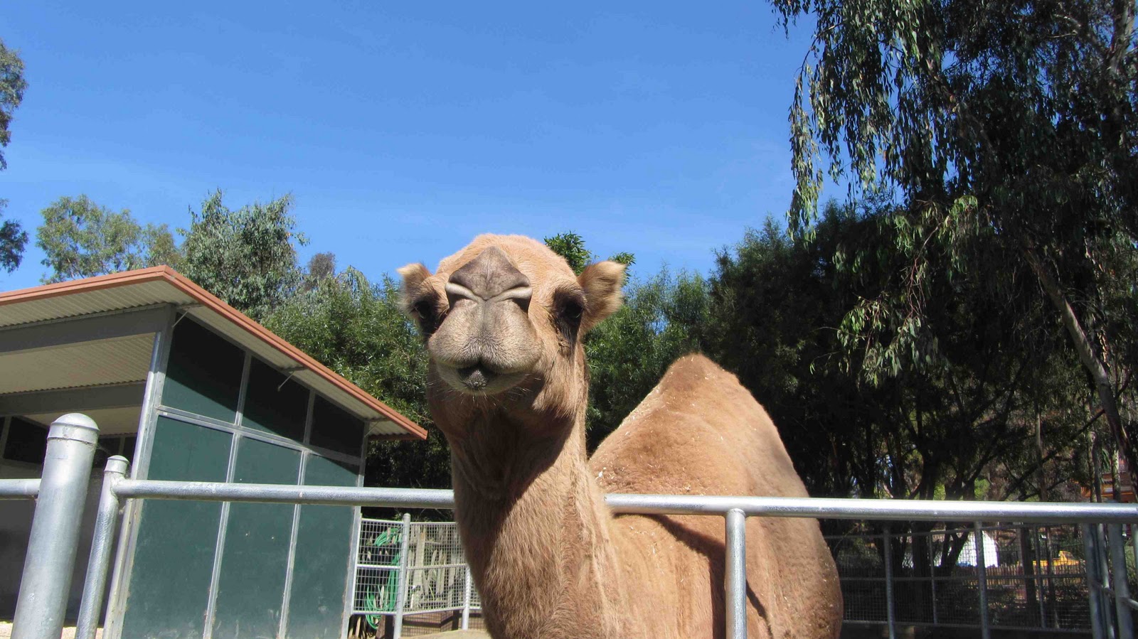 awesome-couple-discovers-westcoast-by-truck-six-flags-park-vallejo
