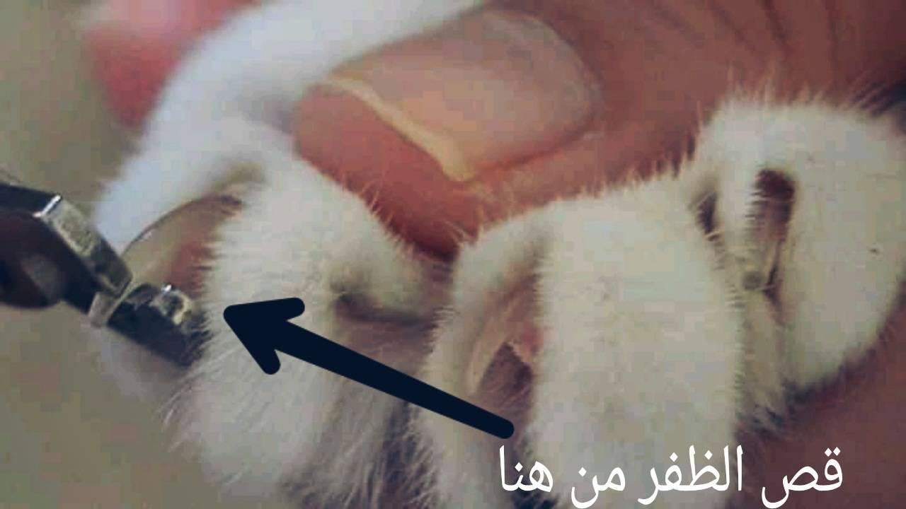 طريقة قص اظافر القطط بطريقة صحيحة وسهلة وبالصور