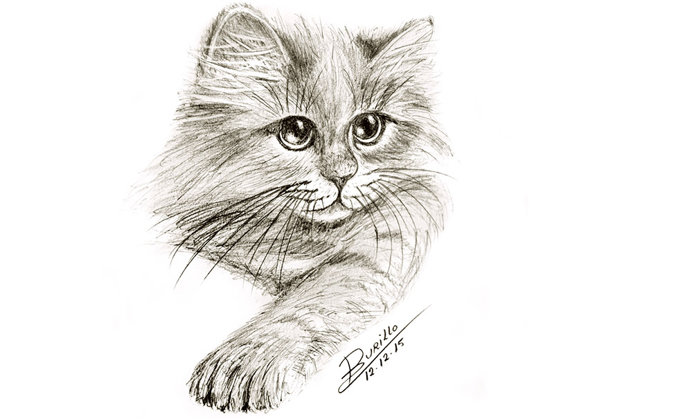 Luz y artes: Gato para practicar dibujo con lápiz o pluma