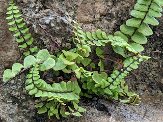 Examples of Asplenium trichomanes - Maidenhair spleenwort.