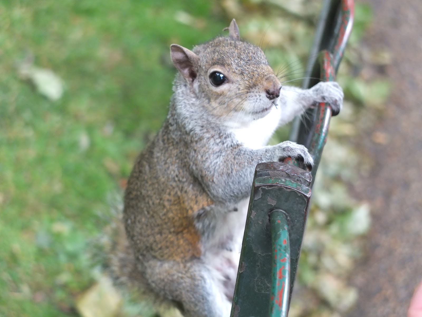 A Strong Belief In Wicker The Squirrels Of London