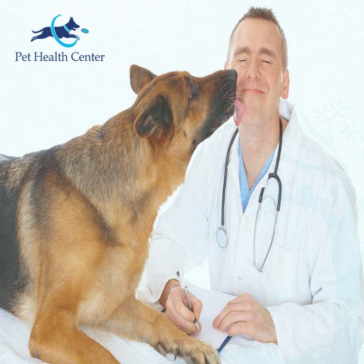 do antihistamines help dog allergies