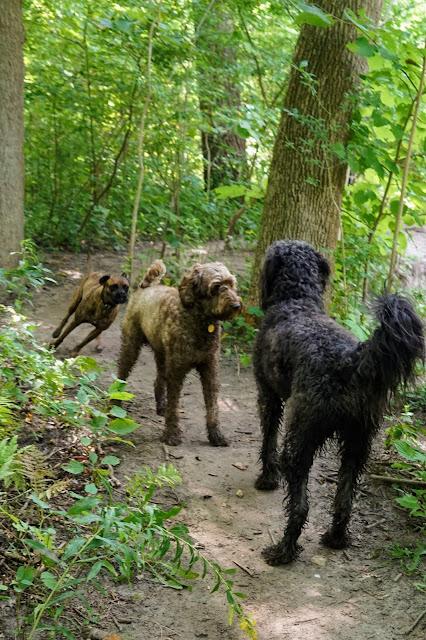 Dogs Playing in Glendon Forest