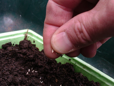 Sowing lettuce seeds in a tray Green Fingered Blog