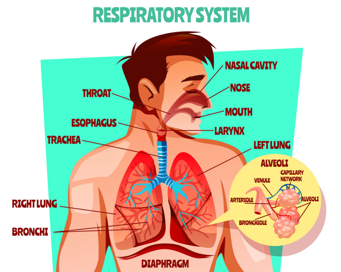 Дыхательная система человека инфографика
