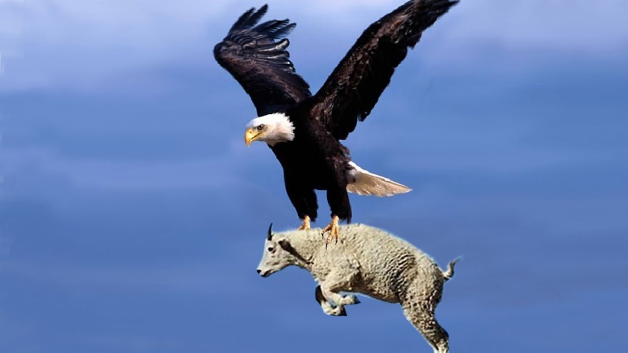 Interesting Facts About Eagle That Will Definitely Blow Your Mind