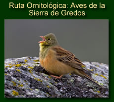http://iberian-nature.blogspot.com.es/p/ruta-guiada-aves-de-la-sierra-de-gredos.html