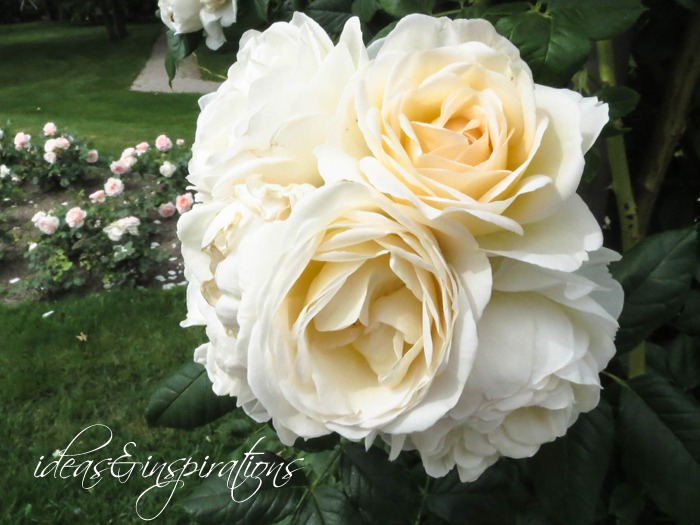 Rosenzauber * rose magic Handbrause
