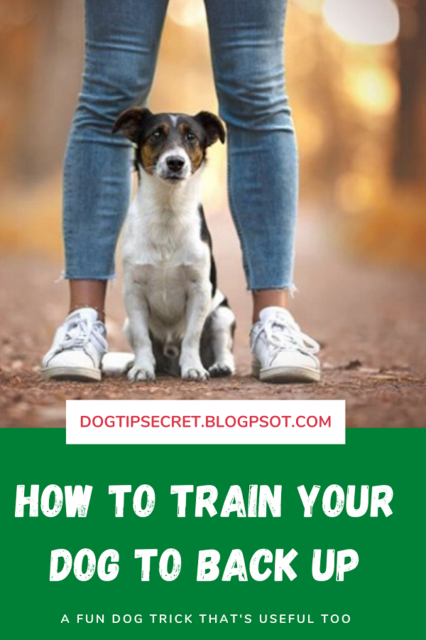 How to Train Your Dog to Back Up Dog Commands Dog Tips Secret