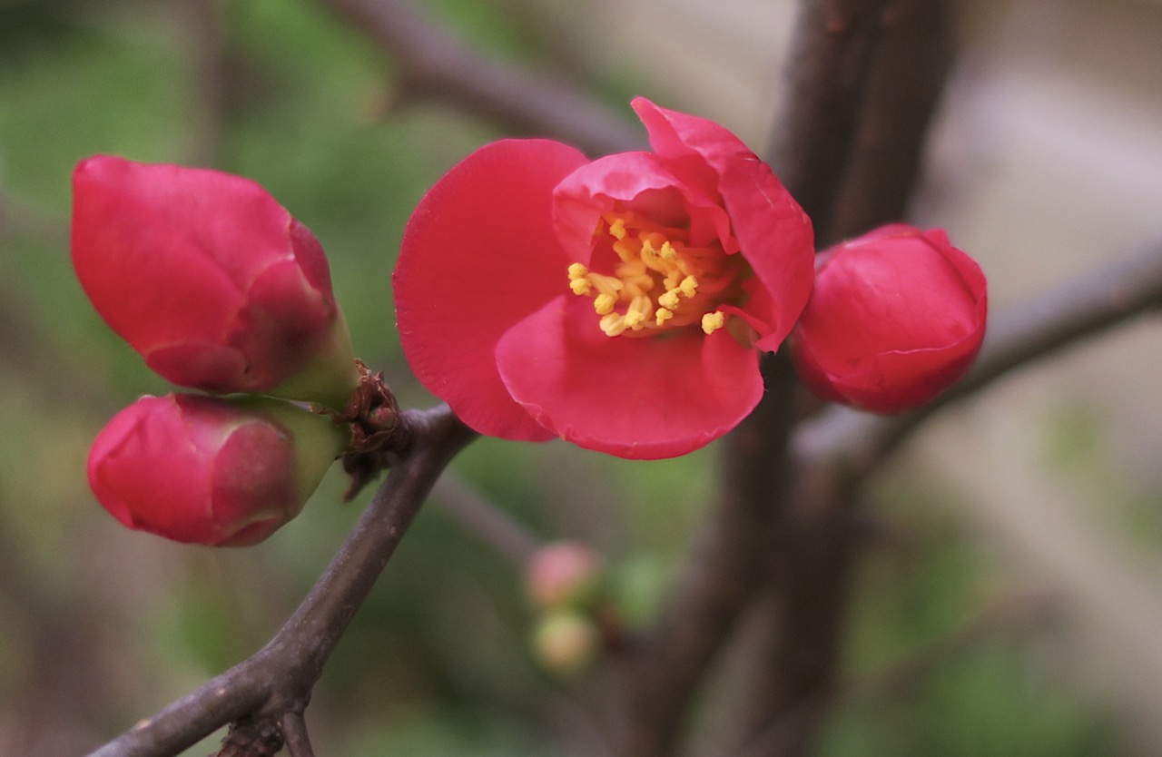 Flowers Of The Japanese Quince Closeup Stock Photo 227066885 Alamy