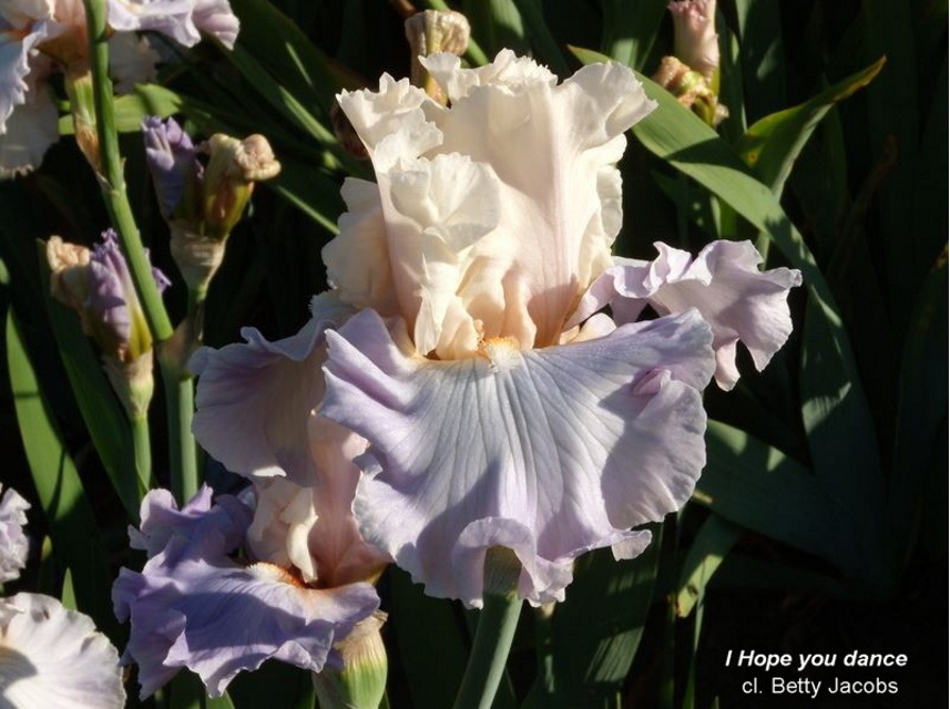 Iris 1. Ирис ми-14di. Ирис мьюзишен. Iris 1. Ирис германский вайт.