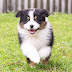 How To Train a Dog To Come When Called? All The Tips and Tricks How To Train a Dog To Come When Called? All The Tips and Tricks