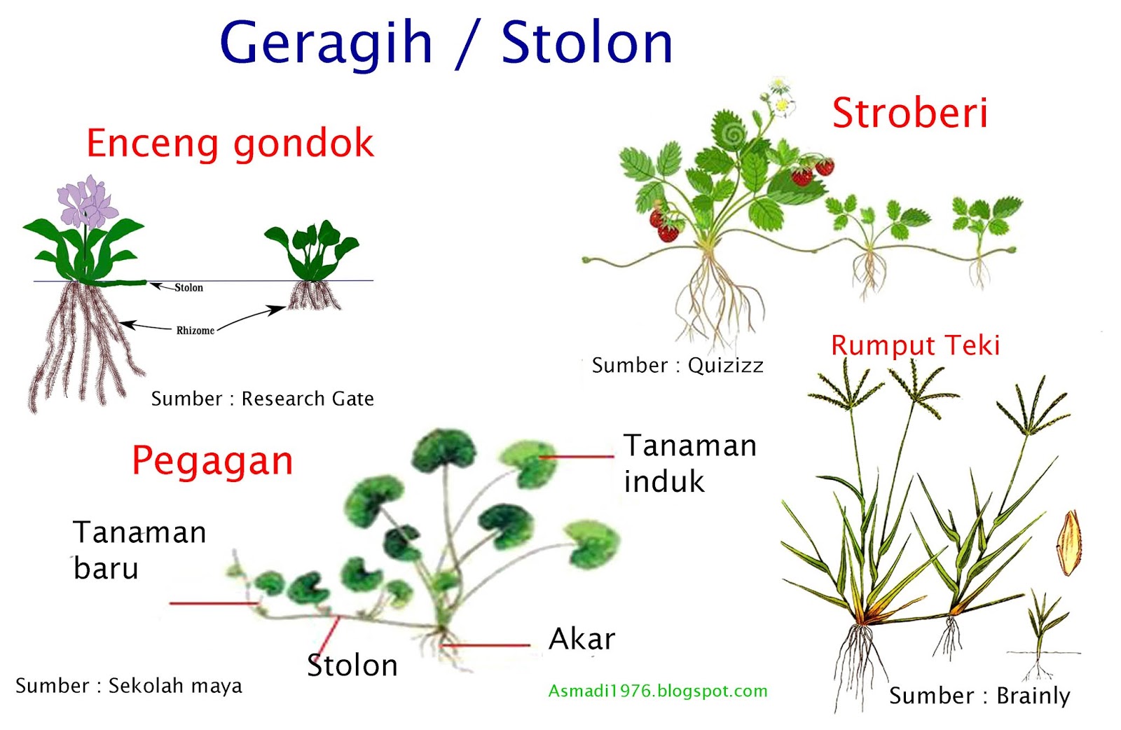 Contoh Tumbuhan Geragih