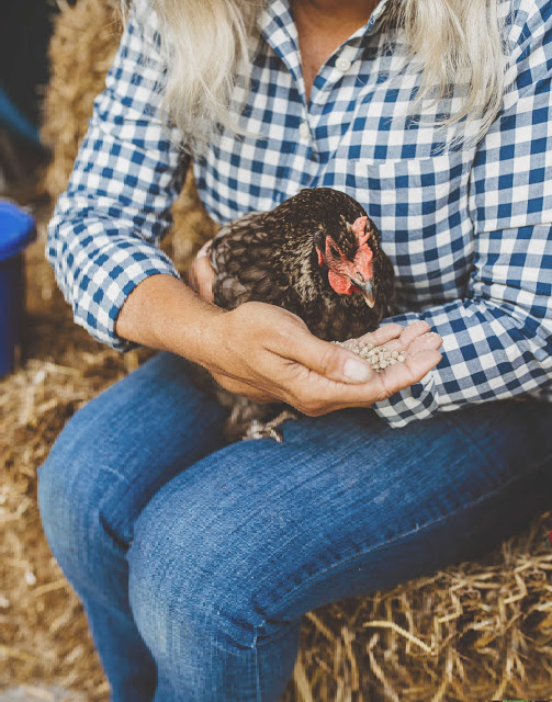 woman in jeans and gingham shirt feeding chicken on lap